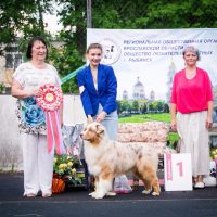 22 июня 2019 Всероссийская Выставка собак г. Рыбинск